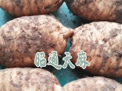 亳州市場(chǎng)天麻價(jià)格_無(wú)硫天麻價(jià)格多少錢(qián)圖2