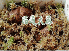 亳州市場(chǎng)天麻價(jià)格_無(wú)硫天麻價(jià)格多少錢(qián)圖3