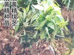 滇黃精塊莖_滇黃精塊莖種那里有賣(mài)-18087630847圖2