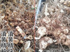 文山,紅河附近的滇黃精塊莖和苗圖片圖3