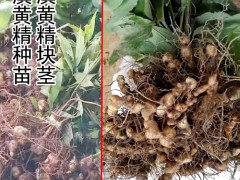 黃精塊莖消毒吋間_老黃精塊莖會發(fā)芽嗎_黃精塊莖繁殖技術(shù)圖2