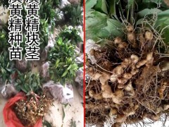 黃精塊莖消毒吋間_老黃精塊莖會發(fā)芽嗎_黃精塊莖繁殖技術(shù)圖3