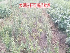 軟籽石榴樹(shù)苗哪里買(mǎi)圖2