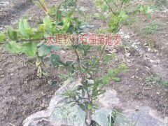 軟籽石榴樹(shù)苗哪里買(mǎi)圖3