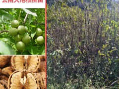 核桃苗批發(fā)_核桃苗多少錢(qián)一株?圖3