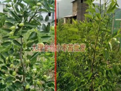 金絲棗樹苗價(jià)格_什么棗樹苗品種好圖1