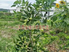 金絲棗樹苗價(jià)格_什么棗樹苗品種好圖2