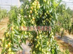 金絲棗樹苗價(jià)格_什么棗樹苗品種好圖3
