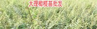 橄欖樹(shù)苗多少錢_橄欖樹(shù)樹(shù)苗多少錢(附圖)