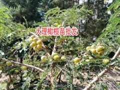 簡介：