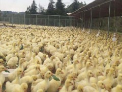 肉鵝收購(gòu)價(jià)多少一斤?—?；厥諒S家圖1