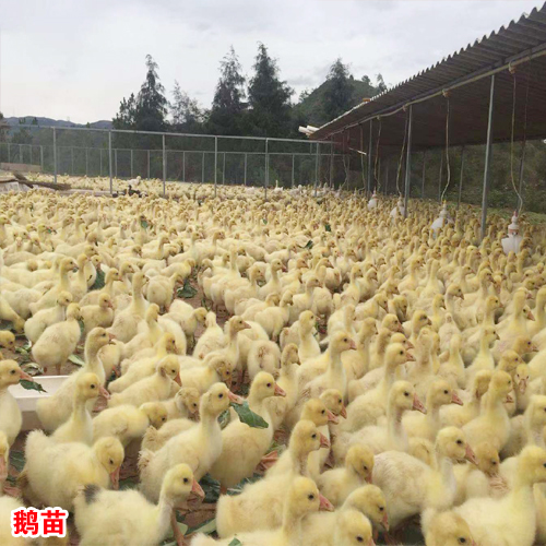 肉鵝收購價(jià)多少一斤?—?；厥諒S家