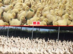 簡介：