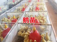 簡介：