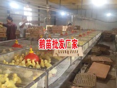 簡介：