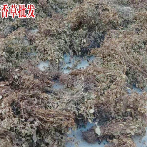 靈香草中藥_ 靈香草防蟲(chóng)-