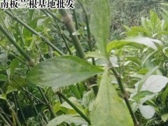 板藍(lán)根收購商_藍(lán)草與板藍(lán)根圖3