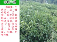 板藍(lán)根收購商_藍(lán)草與板藍(lán)根圖2