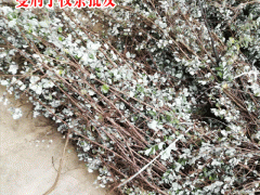 目前蔓荊子市場價(jià)格_玉林市場蔓荊子價(jià)格表圖1