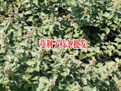 目前蔓荊子市場價(jià)格_玉林市場蔓荊子價(jià)格表圖3