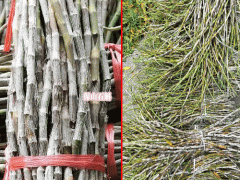 鐵皮石斛種植條件_紫皮鮮條，石斛，盆景石斛，石斛楓斗圖2