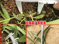 云南白芨理想種植時(shí)間圖3