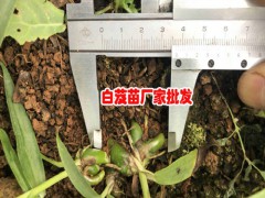 云南白芨理想種植時(shí)間圖2