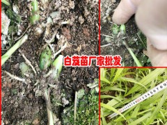 白芨種植周期是多長，什么時(shí)候可以采收?qǐng)D2