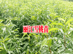 云南麗江雪桃多少價錢圖1