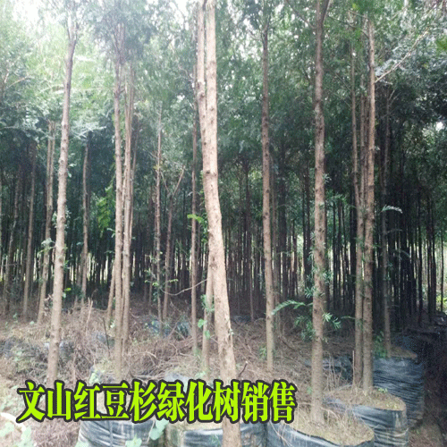 紅豆杉綠化樹苗價(jià)格_紅豆杉綠化樹苗批發(fā)