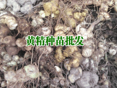 黃精種植_本人不建議種子繁殖圖1