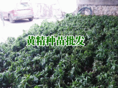黃精種苗哪里有賣?_黃精種子多少錢一斤圖1