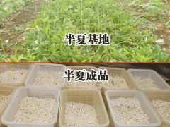 銷售半夏種子，半夏干貨，半夏鮮貨圖片圖1