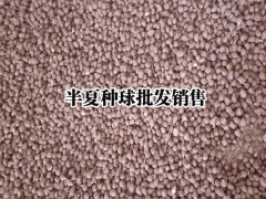 銷售半夏種子，半夏干貨，半夏鮮貨圖片圖2