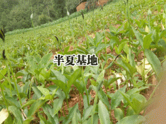 銷售半夏種子，半夏干貨，半夏鮮貨圖片圖3