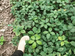 重樓育苗時(shí)間_重樓育苗移栽技術(shù)圖1