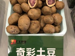 “會澤大洋芋”——證書編號：AGI00703。圖1