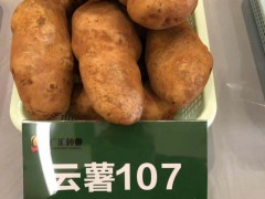 馬鈴薯、花卉、蔬菜、水果種植銷售圖1