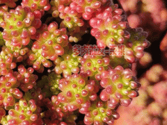 多肉種植園_紫樂多肉光照要求與條件？圖1