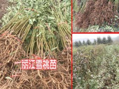 豐產(chǎn)麗江雪(冬桃)桃苗_麗江玉龍縣雪桃樹苗價格圖3