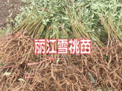 豐產(chǎn)麗江雪(冬桃)桃苗_麗江玉龍縣雪桃樹苗價格圖2