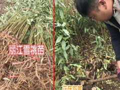 麗江雪桃苗培育大揭密(附育苗方法步驟)圖1