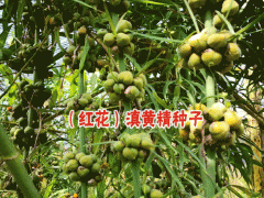黃精一年出苗,三年開花,四年結(jié)籽-黃精種苗銷售公司圖1