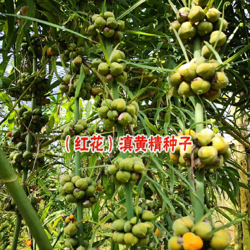 黃精一年出苗,三年開花,四年結(jié)籽-黃精種苗銷售公司