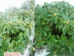 昆明重樓種苗價格_2019昆明種苗批發(fā)基地圖1
