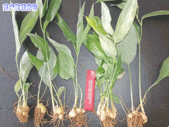 每畝3年黃精能產(chǎn)干品數(shù)量是多少?圖2