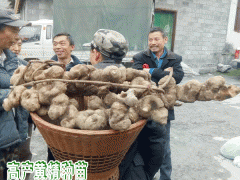 每畝3年黃精能產(chǎn)干品數(shù)量是多少?圖3