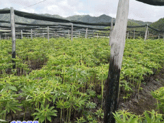 昆明重樓種苗價格_2019昆明種苗批發(fā)基地圖2