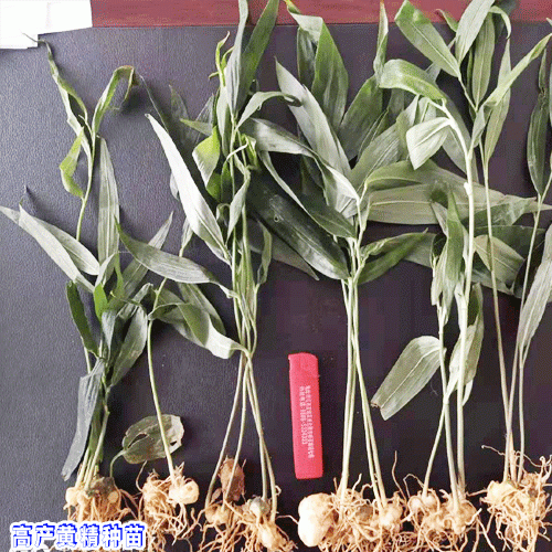 每畝3年黃精能產干品數(shù)量是多少?