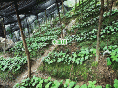 華重樓多少錢一斤?圖1